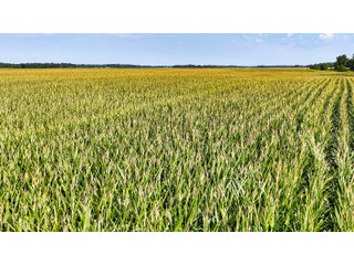 Property photo 8 - LAND AUCTION - 130+/-ACRES OF PRODUCTIVE FARMLAND OFFERED IN 2 TRACTS IN ST JOSEPH COUNTY, INDIANA