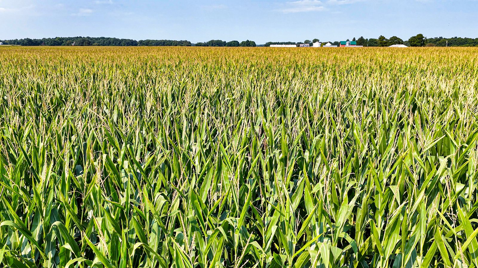 Property photo 9 - LAND AUCTION - 130+/-ACRES OF PRODUCTIVE FARMLAND OFFERED IN 2 TRACTS IN ST JOSEPH COUNTY, INDIANA