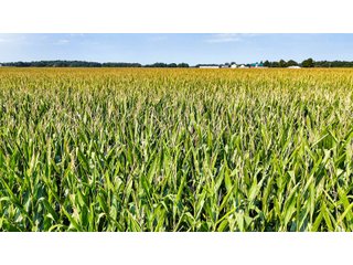 Property photo 9 - LAND AUCTION - 130+/-ACRES OF PRODUCTIVE FARMLAND OFFERED IN 2 TRACTS IN ST JOSEPH COUNTY, INDIANA