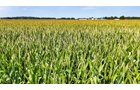 Property photo 9 - LAND AUCTION - 130+/-ACRES OF PRODUCTIVE FARMLAND OFFERED IN 2 TRACTS IN ST JOSEPH COUNTY, INDIANA