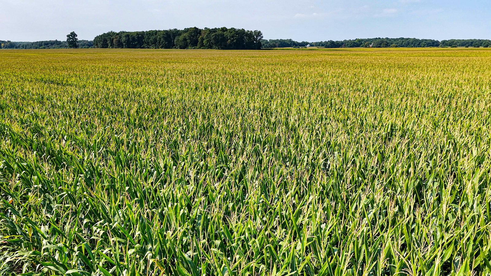 Property photo 10 - LAND AUCTION - 130+/-ACRES OF PRODUCTIVE FARMLAND OFFERED IN 2 TRACTS IN ST JOSEPH COUNTY, INDIANA