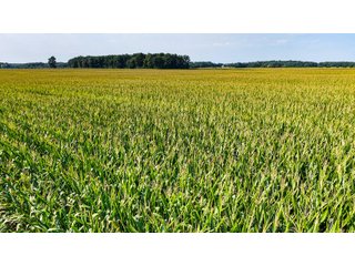 Property photo 10 - LAND AUCTION - 130+/-ACRES OF PRODUCTIVE FARMLAND OFFERED IN 2 TRACTS IN ST JOSEPH COUNTY, INDIANA