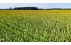 Property photo 10 - LAND AUCTION - 130+/-ACRES OF PRODUCTIVE FARMLAND OFFERED IN 2 TRACTS IN ST JOSEPH COUNTY, INDIANA