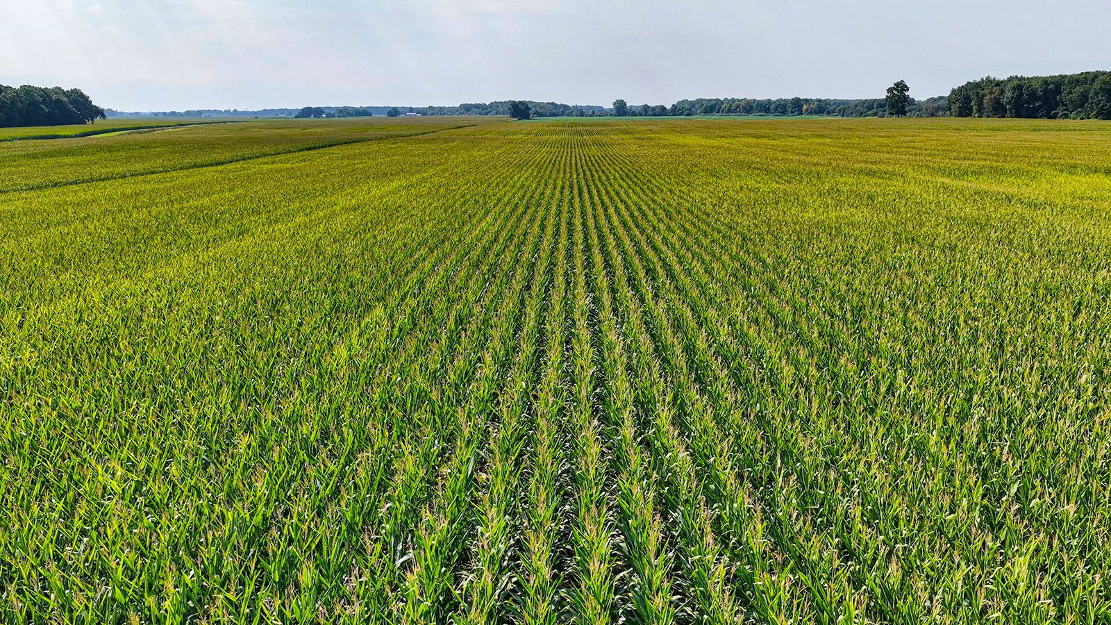 Property photo 11 - LAND AUCTION - 130+/-ACRES OF PRODUCTIVE FARMLAND OFFERED IN 2 TRACTS IN ST JOSEPH COUNTY, INDIANA