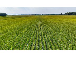 Property photo 11 - LAND AUCTION - 130+/-ACRES OF PRODUCTIVE FARMLAND OFFERED IN 2 TRACTS IN ST JOSEPH COUNTY, INDIANA