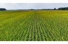 Property photo 11 - LAND AUCTION - 130+/-ACRES OF PRODUCTIVE FARMLAND OFFERED IN 2 TRACTS IN ST JOSEPH COUNTY, INDIANA