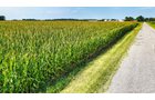 Property photo 15 - LAND AUCTION - 130+/-ACRES OF PRODUCTIVE FARMLAND OFFERED IN 2 TRACTS IN ST JOSEPH COUNTY, INDIANA