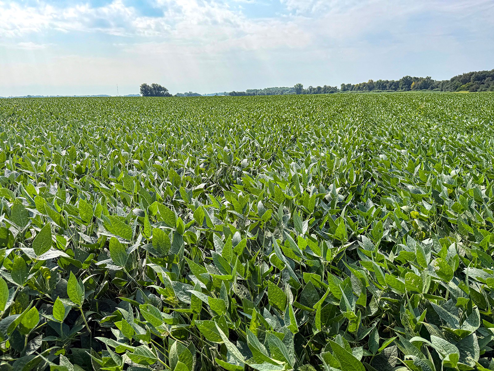Property photo 16 - LAND AUCTION - 130+/-ACRES OF PRODUCTIVE FARMLAND OFFERED IN 2 TRACTS IN ST JOSEPH COUNTY, INDIANA