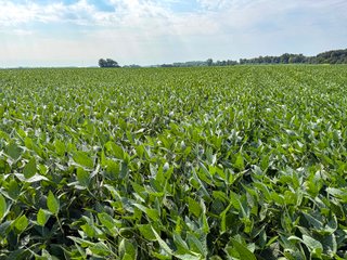 Property photo 16 - LAND AUCTION - 130+/-ACRES OF PRODUCTIVE FARMLAND OFFERED IN 2 TRACTS IN ST JOSEPH COUNTY, INDIANA