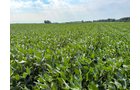 Property photo 16 - LAND AUCTION - 130+/-ACRES OF PRODUCTIVE FARMLAND OFFERED IN 2 TRACTS IN ST JOSEPH COUNTY, INDIANA