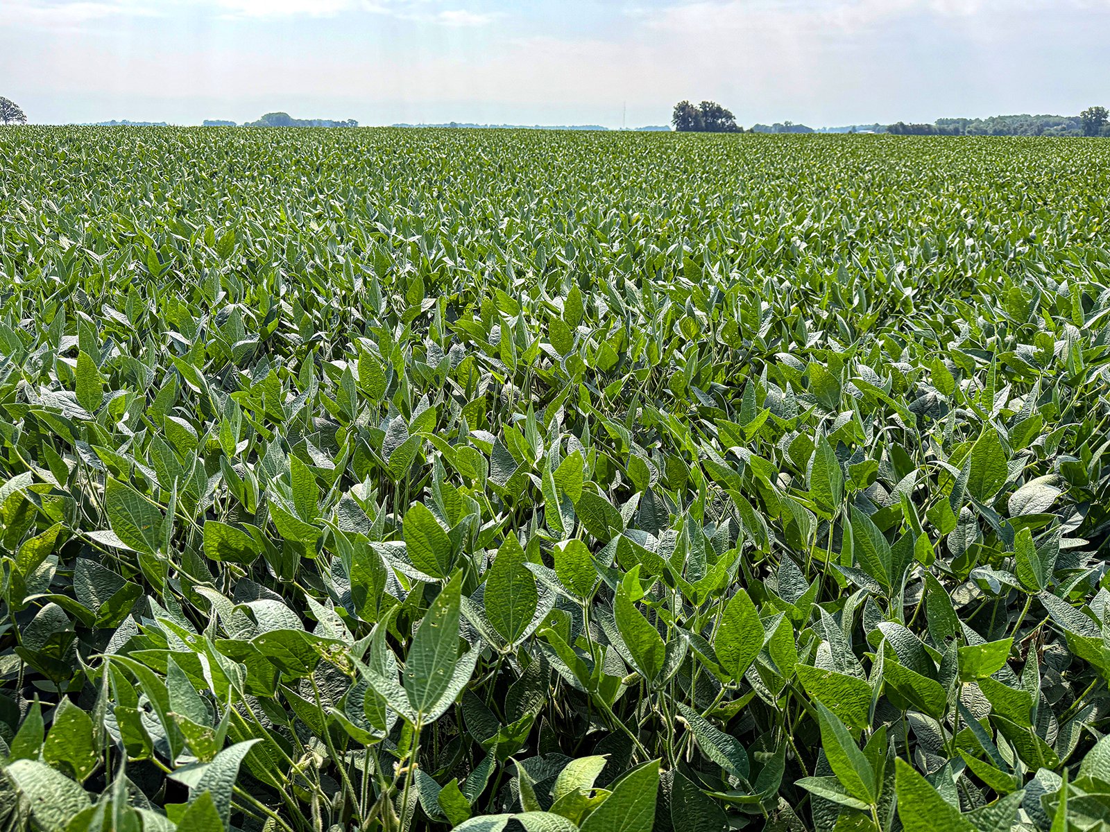 Property photo 17 - LAND AUCTION - 130+/-ACRES OF PRODUCTIVE FARMLAND OFFERED IN 2 TRACTS IN ST JOSEPH COUNTY, INDIANA