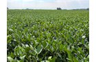 Property photo 17 - LAND AUCTION - 130+/-ACRES OF PRODUCTIVE FARMLAND OFFERED IN 2 TRACTS IN ST JOSEPH COUNTY, INDIANA