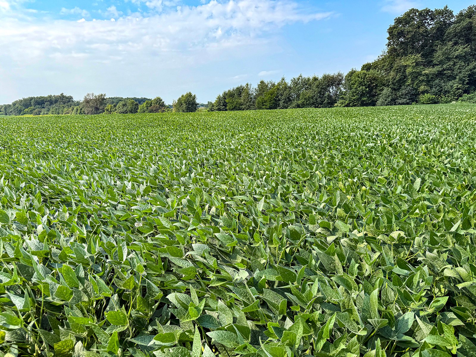 Property photo 18 - LAND AUCTION - 130+/-ACRES OF PRODUCTIVE FARMLAND OFFERED IN 2 TRACTS IN ST JOSEPH COUNTY, INDIANA
