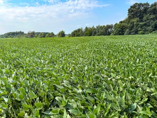 Property photo 18 - LAND AUCTION - 130+/-ACRES OF PRODUCTIVE FARMLAND OFFERED IN 2 TRACTS IN ST JOSEPH COUNTY, INDIANA