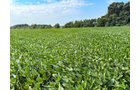 Property photo 18 - LAND AUCTION - 130+/-ACRES OF PRODUCTIVE FARMLAND OFFERED IN 2 TRACTS IN ST JOSEPH COUNTY, INDIANA