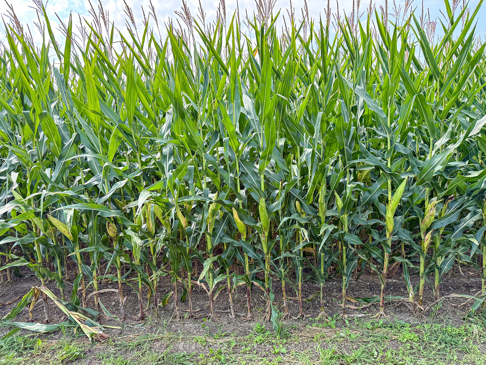 Property photo 19 - LAND AUCTION - 130+/-ACRES OF PRODUCTIVE FARMLAND OFFERED IN 2 TRACTS IN ST JOSEPH COUNTY, INDIANA