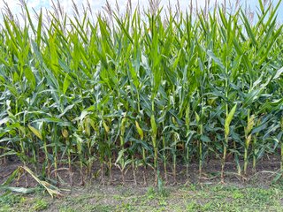 Property photo 19 - LAND AUCTION - 130+/-ACRES OF PRODUCTIVE FARMLAND OFFERED IN 2 TRACTS IN ST JOSEPH COUNTY, INDIANA
