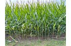 Property photo 19 - LAND AUCTION - 130+/-ACRES OF PRODUCTIVE FARMLAND OFFERED IN 2 TRACTS IN ST JOSEPH COUNTY, INDIANA