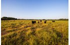 Property photo 29 - LOST CREEK RANCH - 158+/- ACRES & MINERALS IN PERKINS, OK