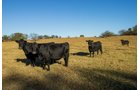 Property photo 47 - LOST CREEK RANCH - 158+/- ACRES & MINERALS IN PERKINS, OK