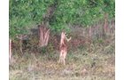 Property photo 18 - LOST CREEK RANCH - 158+/- ACRES & MINERALS IN PERKINS, OK