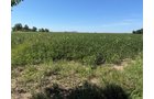 Property photo 21 - LAND AUCTION - 33.8+/-ACRES OFFERED IN 1 TRACT IN ALLEN COUNTY, INDIANA