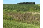 Property photo 20 - LAND AUCTION - 33.8+/-ACRES OFFERED IN 1 TRACT IN ALLEN COUNTY, INDIANA