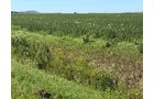 Property photo 12 - LAND AUCTION - 33.8+/-ACRES OFFERED IN 1 TRACT IN ALLEN COUNTY, INDIANA