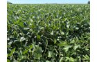 Property photo 13 - LAND AUCTION - 33.8+/-ACRES OFFERED IN 1 TRACT IN ALLEN COUNTY, INDIANA