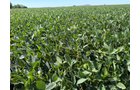 Property photo 14 - LAND AUCTION - 33.8+/-ACRES OFFERED IN 1 TRACT IN ALLEN COUNTY, INDIANA