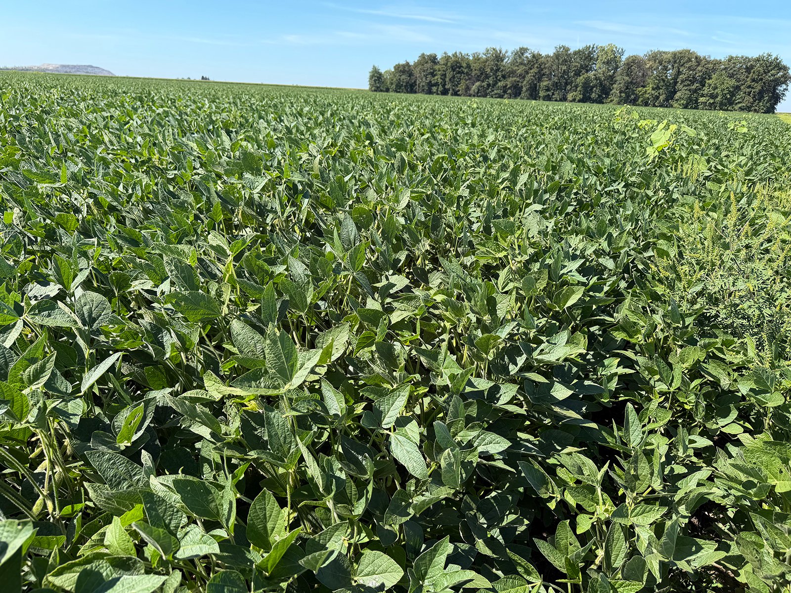 Property photo 15 - LAND AUCTION - 33.8+/-ACRES OFFERED IN 1 TRACT IN ALLEN COUNTY, INDIANA