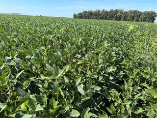 Property photo 15 - LAND AUCTION - 33.8+/-ACRES OFFERED IN 1 TRACT IN ALLEN COUNTY, INDIANA