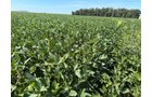 Property photo 15 - LAND AUCTION - 33.8+/-ACRES OFFERED IN 1 TRACT IN ALLEN COUNTY, INDIANA