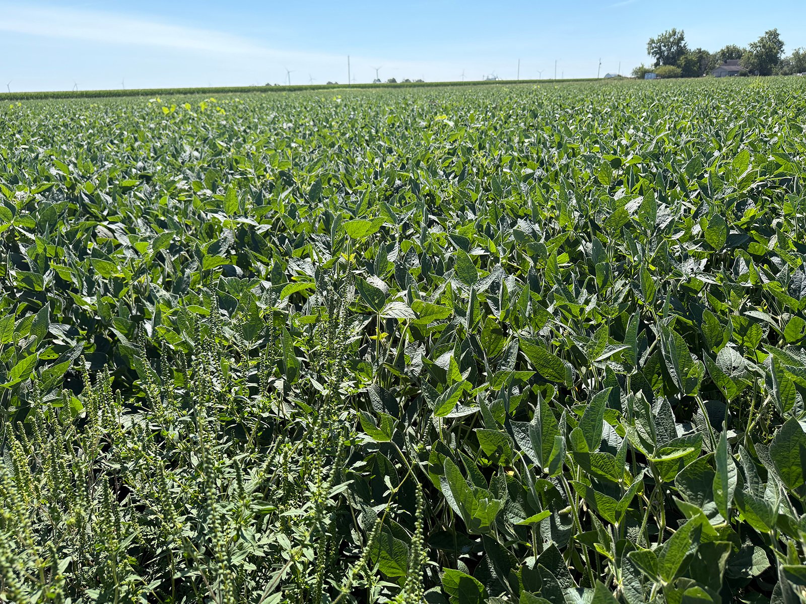 Property photo 16 - LAND AUCTION - 33.8+/-ACRES OFFERED IN 1 TRACT IN ALLEN COUNTY, INDIANA