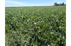 Property photo 16 - LAND AUCTION - 33.8+/-ACRES OFFERED IN 1 TRACT IN ALLEN COUNTY, INDIANA