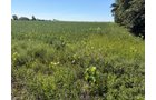 Property photo 17 - LAND AUCTION - 33.8+/-ACRES OFFERED IN 1 TRACT IN ALLEN COUNTY, INDIANA
