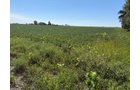 Property photo 18 - LAND AUCTION - 33.8+/-ACRES OFFERED IN 1 TRACT IN ALLEN COUNTY, INDIANA