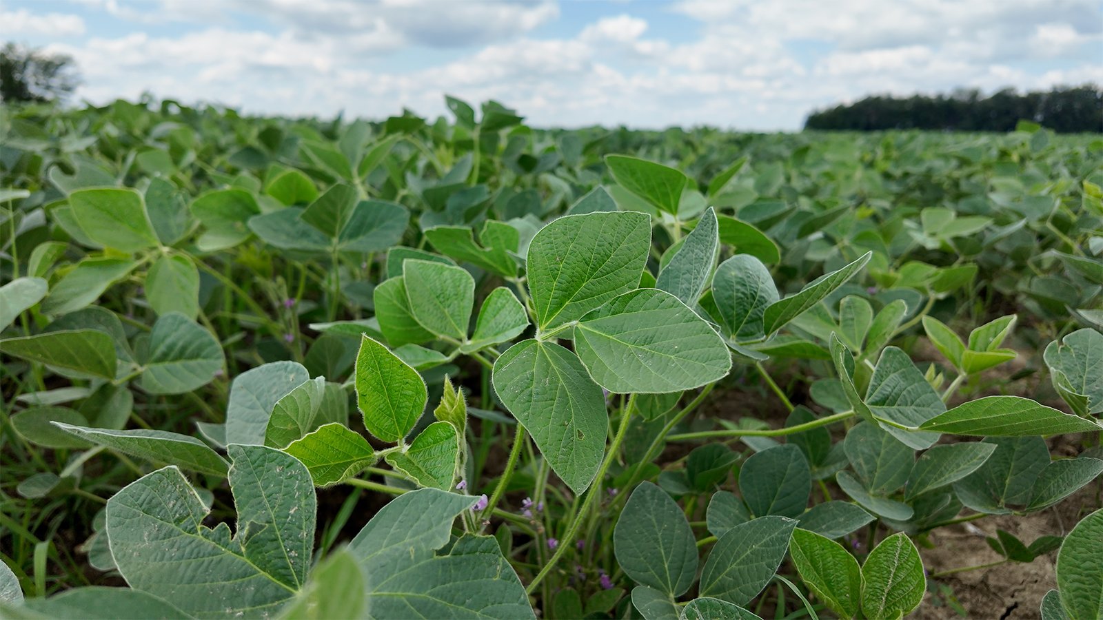 Property photo 11 - LAND AUCTION - 33.8+/-ACRES OFFERED IN 1 TRACT IN ALLEN COUNTY, INDIANA