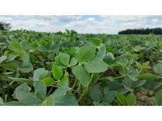 Property photo 11 - LAND AUCTION - 33.8+/-ACRES OFFERED IN 1 TRACT IN ALLEN COUNTY, INDIANA