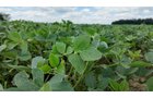 Property photo 11 - LAND AUCTION - 33.8+/-ACRES OFFERED IN 1 TRACT IN ALLEN COUNTY, INDIANA