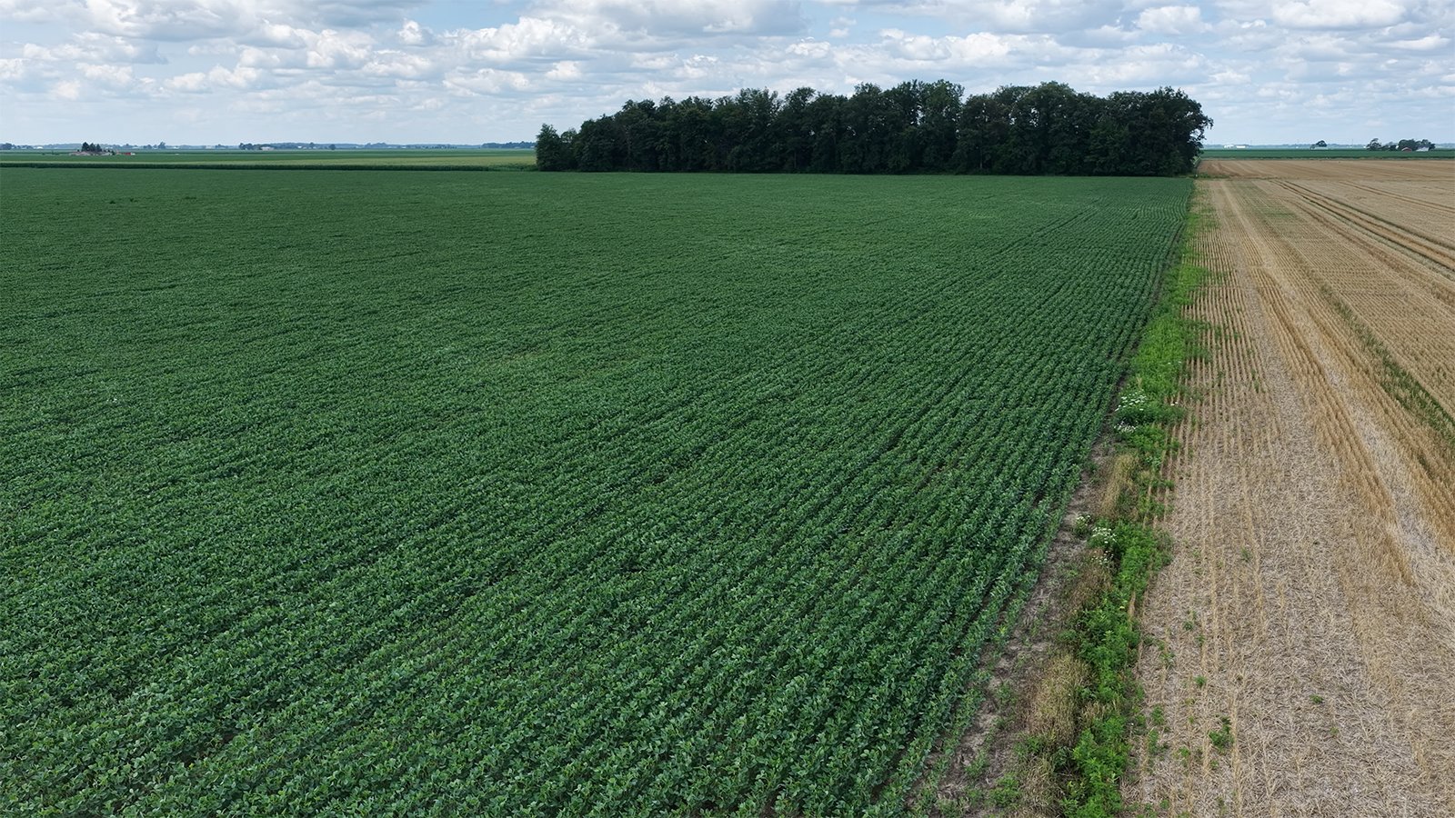 Property photo 8 - LAND AUCTION - 33.8+/-ACRES OFFERED IN 1 TRACT IN ALLEN COUNTY, INDIANA