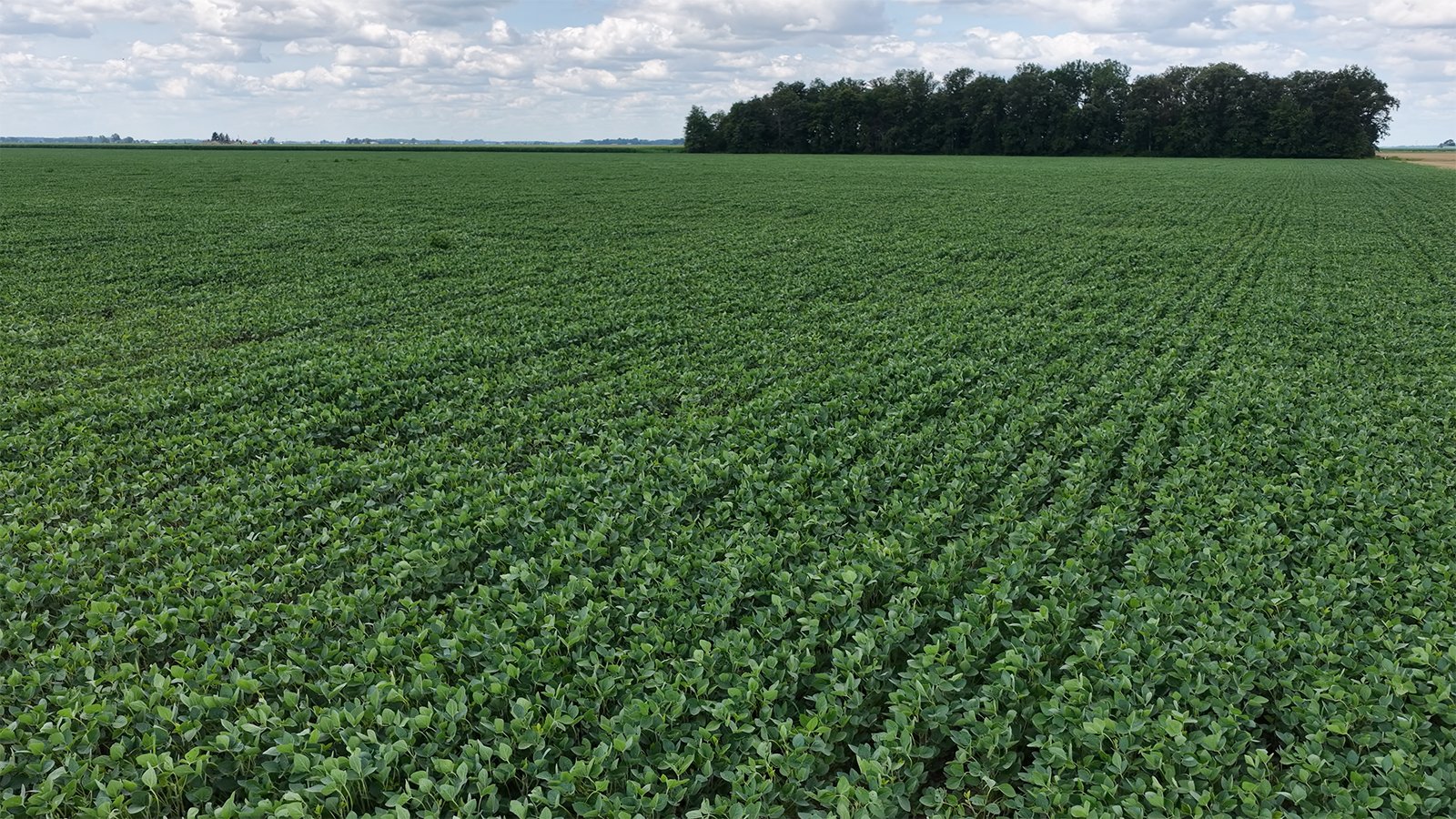 Property photo 9 - LAND AUCTION - 33.8+/-ACRES OFFERED IN 1 TRACT IN ALLEN COUNTY, INDIANA