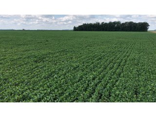 Property photo 9 - LAND AUCTION - 33.8+/-ACRES OFFERED IN 1 TRACT IN ALLEN COUNTY, INDIANA
