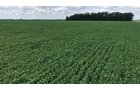 Property photo 9 - LAND AUCTION - 33.8+/-ACRES OFFERED IN 1 TRACT IN ALLEN COUNTY, INDIANA