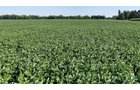 Property photo 16 - PREMIER OHIO LAND AUCTION - 377+/-ACRES OFFERED IN 5 TRACTS IN WYANDOT COUNTY, OHIO