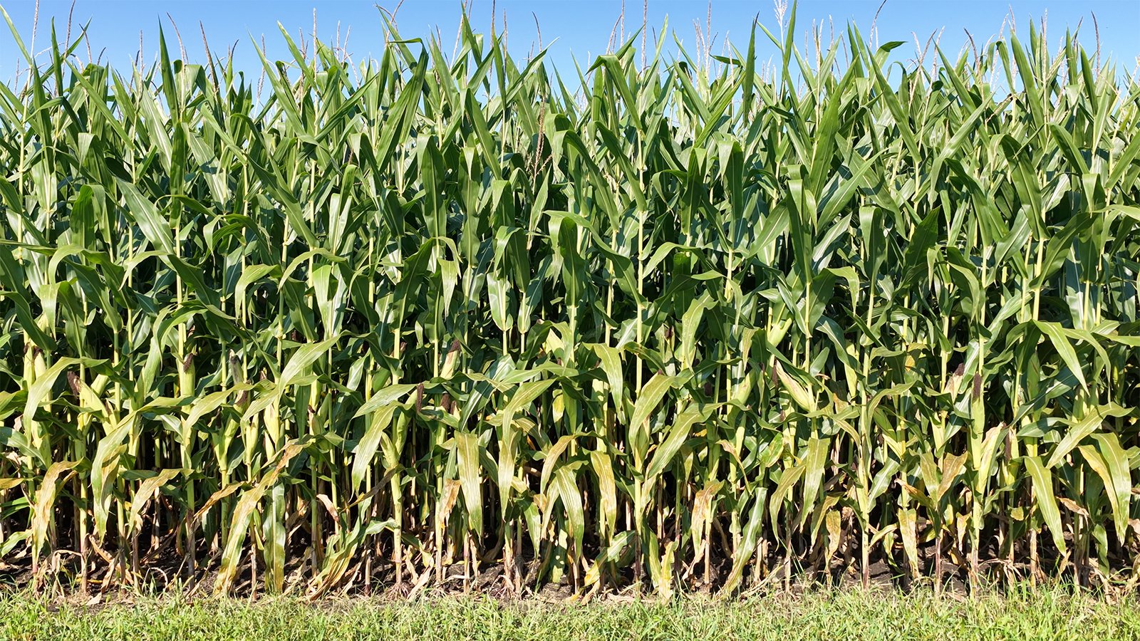 Property photo 30 - PREMIER OHIO LAND AUCTION - 377+/-ACRES OFFERED IN 5 TRACTS IN WYANDOT COUNTY, OHIO