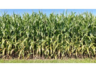 Property photo 16 - PREMIER OHIO LAND AUCTION - 377+/-ACRES OFFERED IN 5 TRACTS IN WYANDOT COUNTY, OHIO
