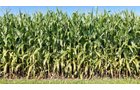 Property photo 30 - PREMIER OHIO LAND AUCTION - 377+/-ACRES OFFERED IN 5 TRACTS IN WYANDOT COUNTY, OHIO
