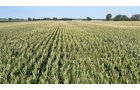 Property photo 29 - PREMIER OHIO LAND AUCTION - 377+/-ACRES OFFERED IN 5 TRACTS IN WYANDOT COUNTY, OHIO