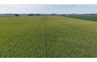 Property photo 23 - PREMIER OHIO LAND AUCTION - 377+/-ACRES OFFERED IN 5 TRACTS IN WYANDOT COUNTY, OHIO